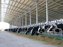 Global Vision может стать инвестором крупной фермы в Борском районе