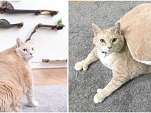 История толстого кота по имени Бронсон, который борется с избыточным весом