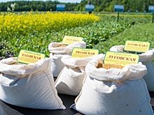 В Татарстане половина районов приступили к уборке озимых зерновых культур