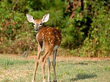 Проходите дальше, идет охота: как деньги и статус помогают творить беспредел в Москве