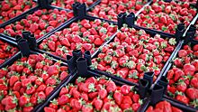 В Госдуме указали на опасность ранних ягод, фруктов и овощей