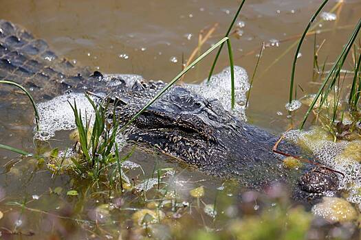 Мужчина вырвал своего пса из пасти аллигатора