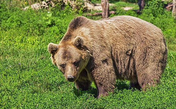 «Время, когда животные выращивают потомство, считается запретным для охоты», — Кирилл Беляков