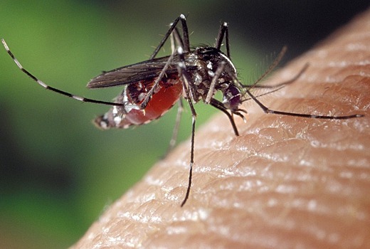 Исследование: спирали от комаров могут вызвать недомогание у человека