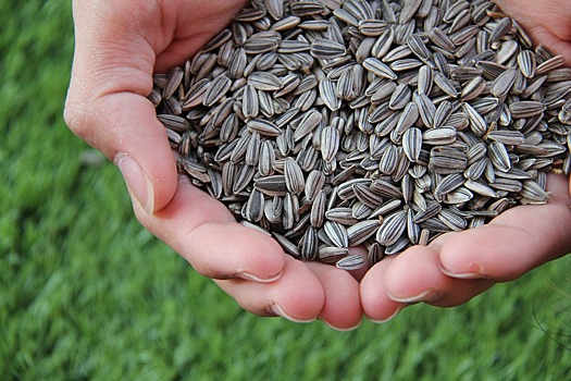 РФ запретила ввоз семян подсолнечника и кукурузы из ряда стран