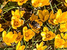 Массовая гибель пчел зафиксирована в Курской области