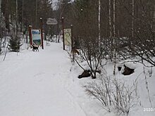 Бродячие собаки растерзали самку марала в красноярском нацпарке