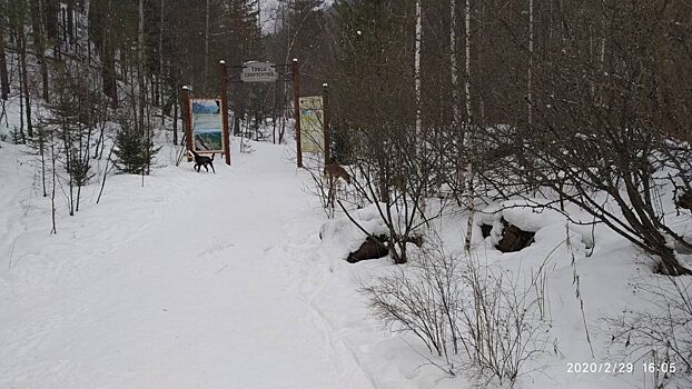 Бродячие собаки растерзали самку марала в красноярском нацпарке