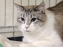 Сегодня проходит благотворительная выставка «Каждой кошке нужен дом»