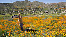 Цветущая пустыня: в Калифорнии зацвели тысячи маков