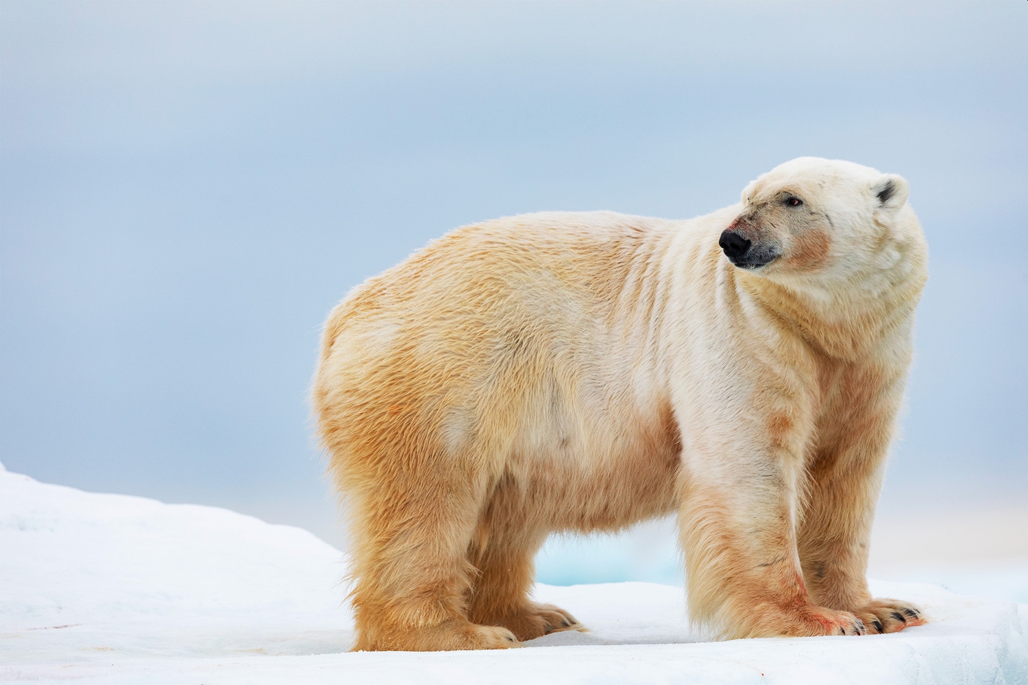 Зоологи выяснили, чем опасно долгое полярное лето для белых медведей