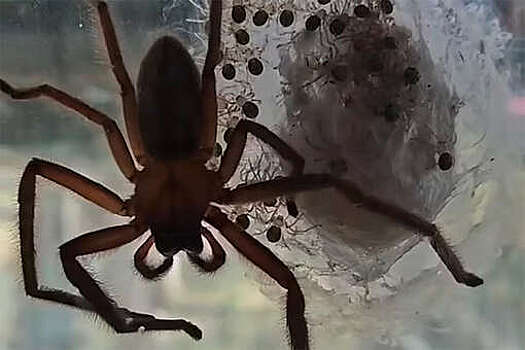 Daily Mail: в Австралии паук-охотник устроил логово в комнате женщины и отложил там яйца