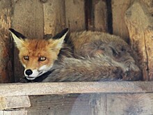 Перечень запрещенных к содержанию диких животных увеличили вдвое: что теперь будет с частными реабилитационными центрами в Тверской области