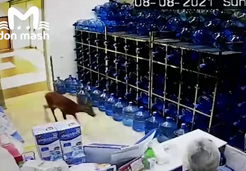 Раненого оленя заметили в ростовском магазине
