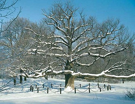 О деревьях позаботились в Воронцовском парке Обручевского района