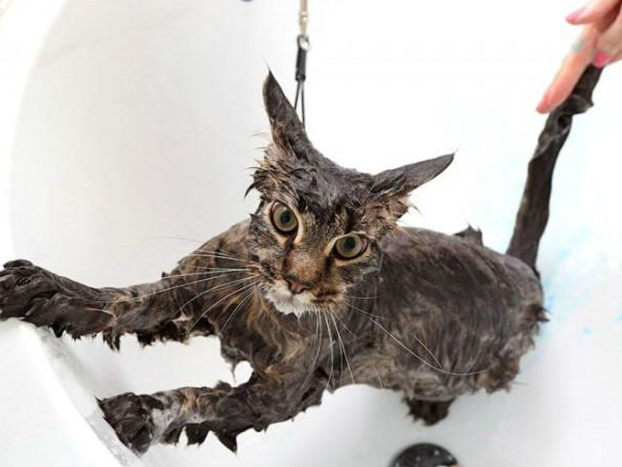 Мокрый котенок