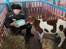 В ИК Новосибирской области развивают подсобные хозяйства как часть программы адаптации осужденных