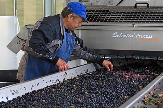 Агрофирма в Дагестане построит цех переработки винограда за 500 млн рублей к 2023 году