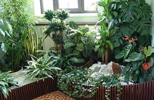 Как устроить зимний сад в квартире и ухаживать за ним