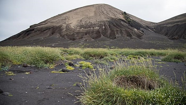 Ботаники оказались неправы: как зарождается жизнь на островах