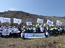 Сад на камнях. Абрикосовые саженцы помогут сохранить гору Кинжал