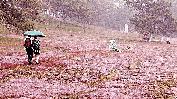 Фестиваль розовой травы отметят в Далате