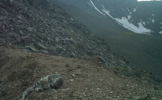 В Алтае сняли резвящегося снежного барса