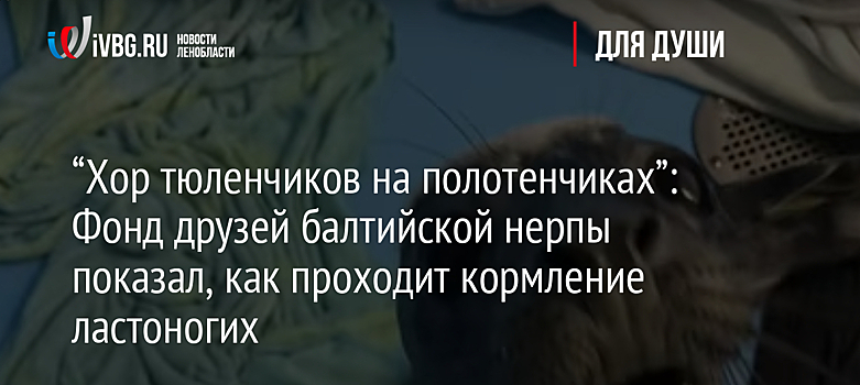“Хор тюленчиков на полотенчиках”: Фонд друзей балтийской нерпы показал, как проходит кормление ластоногих