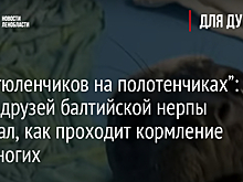 “Хор тюленчиков на полотенчиках”: Фонд друзей балтийской нерпы показал, как проходит кормление ластоногих