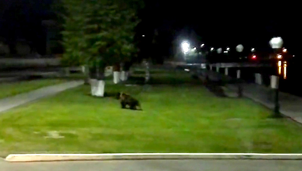 Сотрудники Росгвардии больше часа гонялись за медвежонком. Видео