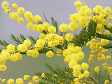 В клубе «Можайка» пройдет концерт «День весенний, день мимозный»