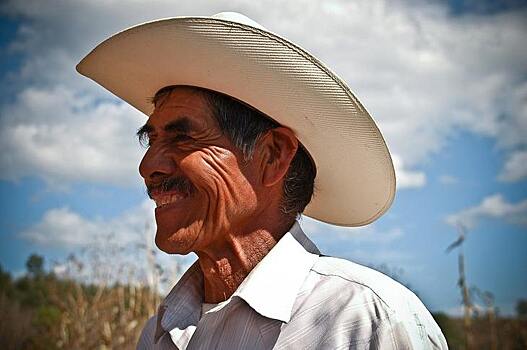 Мексика намерена запретить ГМО-кукурузу: органические ассоциации довольны, фермерское лобби - нет