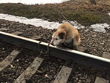 Под Петербургом машинист остановил поезд ради спасения привязанного к рельсам пса