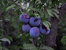 Врачи назвали еду для омоложения кожи