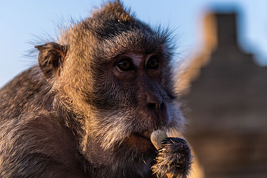 Девять приматов зоопарка Сан-Диего первыми в мире привили от коронавируса