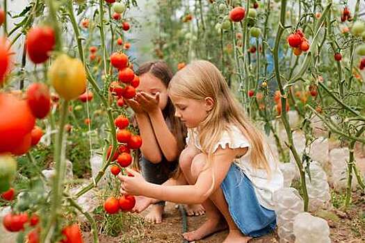 CBM: замена 20% компоста на отходы со строек улучшила урожаи томатов