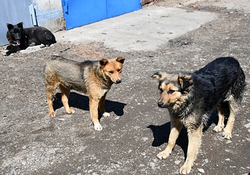 На Чукотке стая бродячих собак загрызла человека