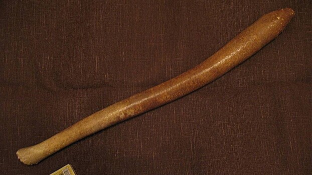 Трое мужчин украли знаменитый моржовый пенис