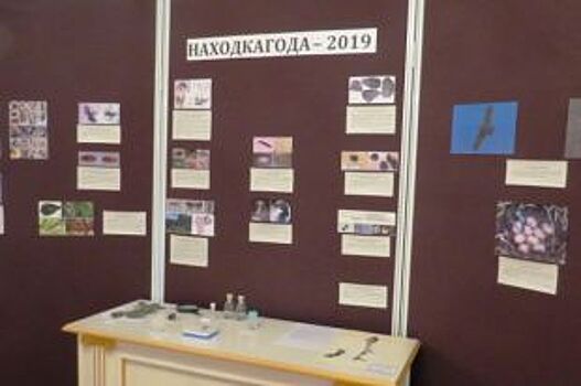 Атака на каштан и окунь с сюрпризом. Об удивительных находках 2019 года