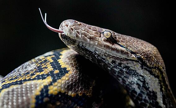 Женщина проснулась в одной постели с огромной змеей