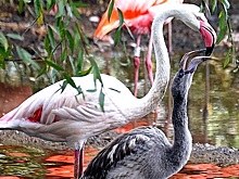 Дружная семья фламинго в Московском зоопарке готовится строить гнезда