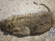 На нашествие грызунов в Левенцовском микрорайоне Ростова жалуются пользователи Сети