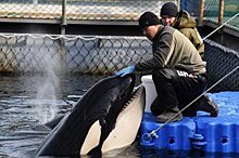 Экологи: Реабилитационный центр на месте "китовой тюрьмы" не нужен