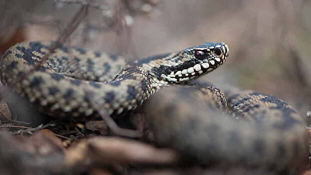 Россиянам дали советы, как спасти свою жизнь при укусе змеи в лесу