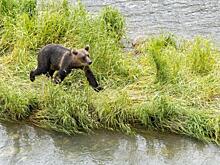 Новосибирцев пугают гуляющие возле домов медведи