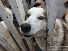 В РФ снова выступили с предложением пересмотреть законодательство в сфере надзора за животными