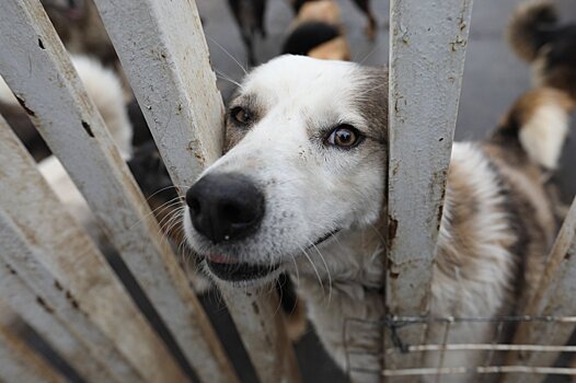 В РФ снова выступили с предложением пересмотреть законодательство в сфере надзора за животными
