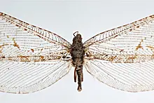 Энтомолог нашел живое насекомое юрского периода в магазине