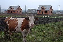 Курский омбудсмен Фирсов предложил внести изменения в закон о содержании животных