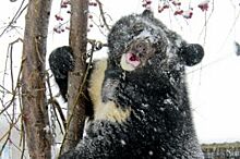 Медведь Жора из барнаульского зоопарка станцевал «вальс»